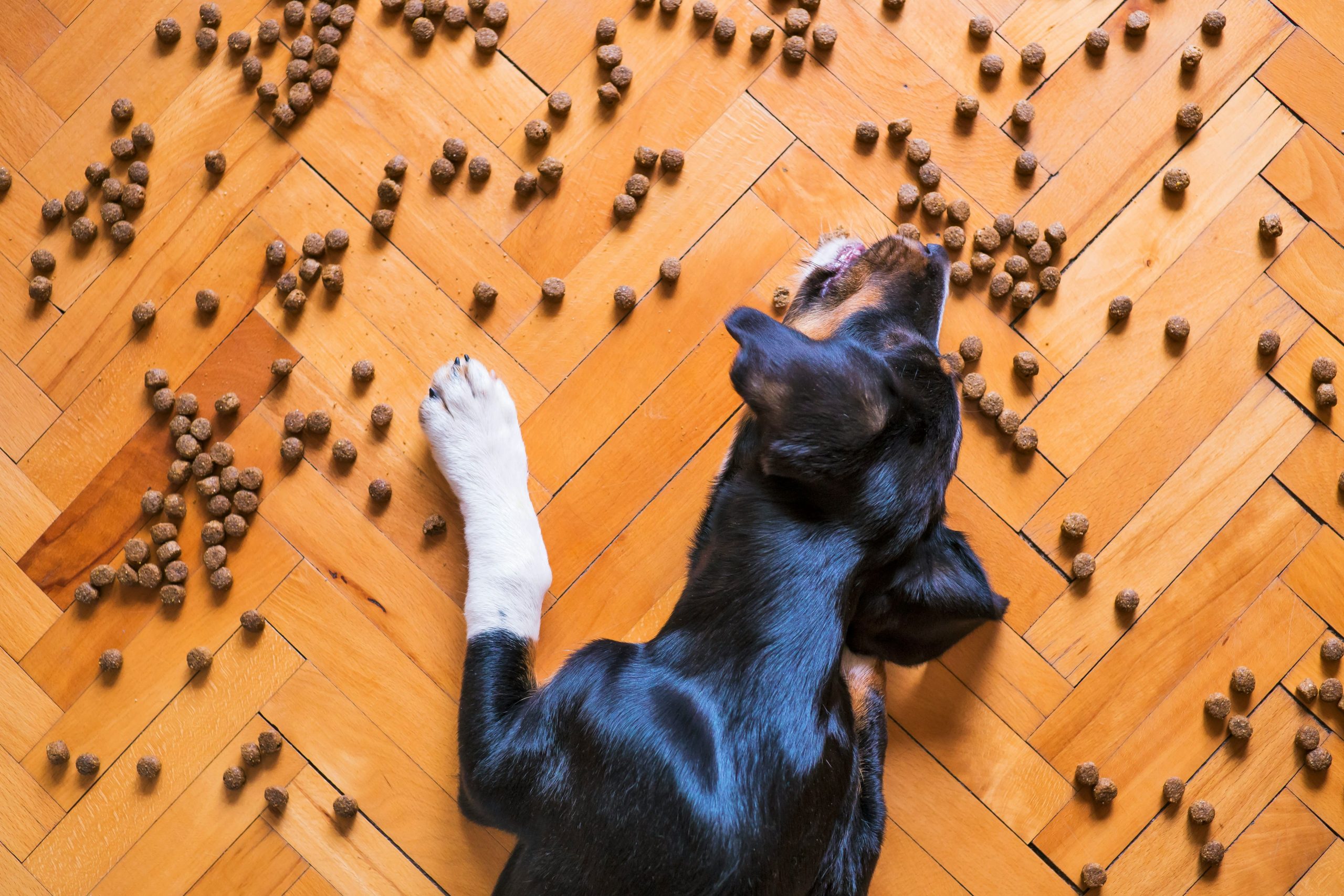 Why Your Kitchen Becomes Pet Food Chaos Zone (Hint: I Have a Lifesaver)