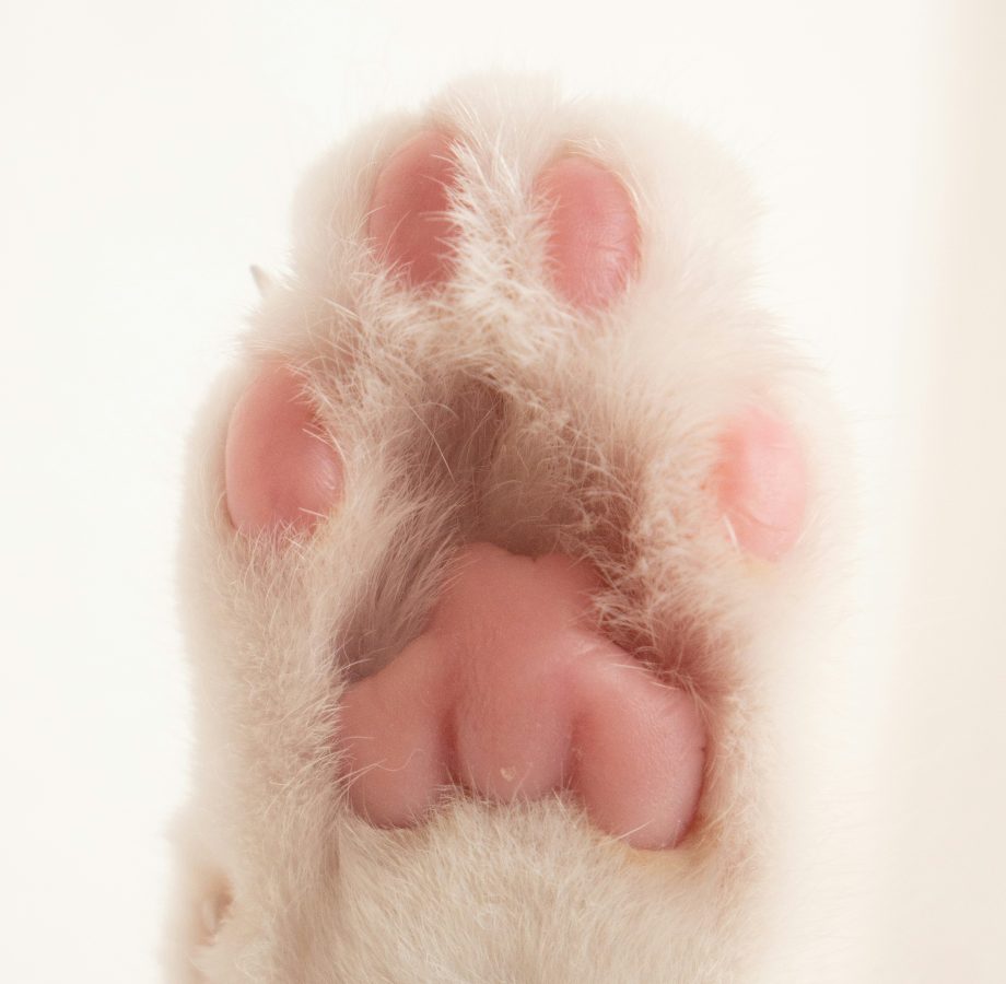 Pink cat paw featured with stylish cat and dog accessories